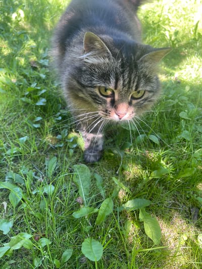 A tabby cat with green eyes and prominent white whiskers stands on a grassy lawn. The cat is facing forward, looking slightly down and to its right. Sunlight filters through the foliage, creating dappled light and shadows on the grass. The background consists of more green grass and some broad-leafed plants. The location is not specified as Izborsk, Russia.