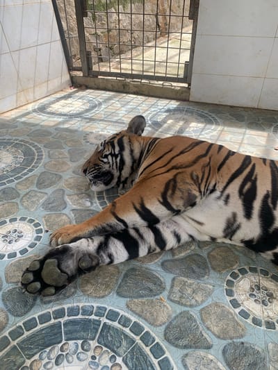 A tiger is lying on a tiled floor in what appears to be a cage or enclosure, possibly at a zoo or sanctuary. The tiger is on its side, with its head resting on the floor. Its eyes are closed, and it appears to be sleeping or resting. The floor is made of large, flat tiles with a circular pattern. In the background, there is a metal fence and a tiled wall. The overall environment is clean and well-maintained, suggesting a care facility for the animal. The location is identified as Định An, Vietnam.
