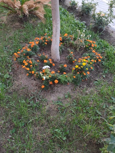 This image depicts a circular flower bed surrounding the base of a tree, likely in an outdoor setting. The flower bed is filled with numerous small, vibrant orange marigolds, with a few yellow and white flowers interspersed. The ground in the flower bed appears to be dry soil, with some sparse green foliage growing amongst the flowers and around the base of the tree. The tree trunk, which is a light greyish-brown color, is prominently visible in the center of the frame.
Beyond the immediate flower bed, the ground is covered in a mix of green grass, dry earth, and some weeds. To the left and slightly behind the tree, a sago palm with dry, brown fronds is visible. To the right, the flower bed slopes upwards towards a paved area, possibly a walkway or sidewalk, with small rose bushes showing faint blooms of white and pale yellow. The overall impression is of a well-maintained, yet somewhat wild, garden area. The lighting suggests it could be daytime, possibly overcast or in the shade, as there are no strong shadows. There is no visible text in the image. The scene appears peaceful and natural. The location is Panjakent, Tajikistan.