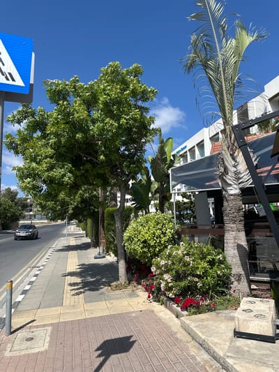 The image captures a street scene in Paphos Municipality, Cyprus, under a clear blue sky with scattered clouds, suggesting it's daytime, likely morning or afternoon. The perspective is from a slightly elevated position, looking down a street lined with buildings and lush greenery.
The foreground is dominated by the vibrant green foliage of a large deciduous tree, its leaves catching the sunlight. To the left, a blue and white road sign is visible, indicating directions. Beside the tree, a sidewalk paved with yellow tactile paving and brick is present. Beyond this, a street with double yellow lines and a black and white checkered kerb runs into the distance.
On the right side of the street, a building with white facades and dark windows stands, partially obscured by tropical plants. A palm tree with a textured trunk grows prominently near the building, its fronds reaching towards the sky. In front of the building, there is a well-maintained flower bed with red and white blooms.
A dark-colored car is driving down the street, and the shadow of a tree is cast across the sidewalk. The overall scene conveys a sense of a peaceful, sunny day in a Mediterranean urban environment, characterized by a blend of modern architecture and abundant plant life. No people are clearly visible in the image.