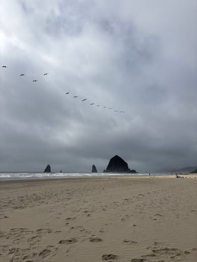 A coastal scene shows a sandy beach meeting the ocean under a cloudy sky. A large rock formation rises from the sea. A line of birds flies across the sky, positioned between the cloud cover and the shoreline. The sand displays various footprints.