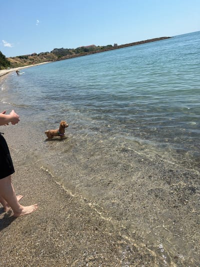 The image depicts a sunny day at a beach in Aheloy, Bulgaria. The perspective is from someone standing at the water's edge, looking out towards the sea.

The primary subjects are a small, fluffy brown dog standing in the shallow, clear water, and the lower legs and feet of the person taking the photo. The dog appears to be wearing a light-colored harness. The water is calm with gentle ripples, and the seabed is visible through the clear water, composed of sand and small pebbles. The shore is a mixture of sand and pebbles.

In the background, to the left of the frame, is a long, rocky breakwater or sea wall. Beyond the breakwater, a tree-covered hillside rises, with buildings visible nestled among the trees and along the top of the slope, suggesting a coastal town or resort area. The sky is a clear, bright blue, with a few wispy white clouds.

The scene captures a moment of leisure and enjoyment at the beach. The clear water and bright sky suggest warm, pleasant weather, likely midday given the strong sunlight and shadows. The overall mood is relaxed and peaceful, with the dog seemingly enjoying the cool water. No text is visible in the image.