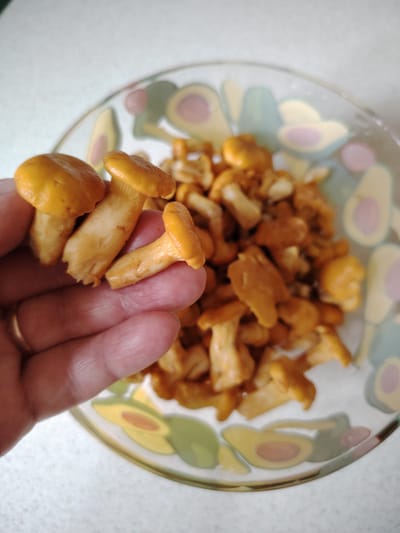 A close-up, high-angle shot captures a hand holding a small cluster of golden chanterelle mushrooms. The mushrooms are a vibrant orange-yellow, with distinct caps and stems. In the background, a glass bowl filled with more chanterelle mushrooms is visible, its rim decorated with a pattern of stylized avocados. The bowl rests on a light-colored, speckled surface, likely a countertop or table. The overall lighting is bright, suggesting an indoor setting. The specific location of Кривец, Russia, cannot be determined from the visual information in the image alone.