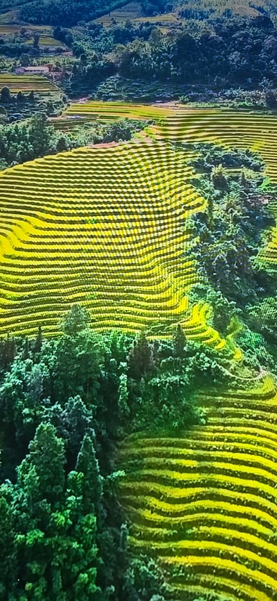 This is an aerial, high-angle, full shot of vibrant yellow and green terraced rice paddies that have been meticulously sculpted into a hillside. The terraces, illuminated by sunlight, create a visually striking striped pattern across the landscape. Lush, dense green trees and foliage are interspersed among the terraces, adding depth and texture to the scene. In the background, more rolling hills covered in trees can be seen. The image captures the natural beauty and agricultural engineering of this scenic landscape. There are no people or specific landmarks visible to suggest a location in Lippstadt, Germany.