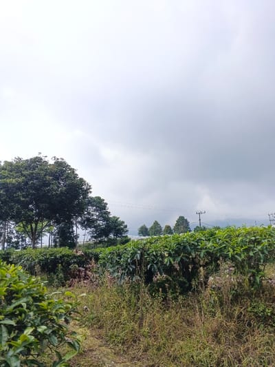 The scene depicts an outdoor landscape under an overcast sky in Koipa, Papua New Guinea. The upper portion of the frame is filled with a uniform light grey, cloudy sky. The lower two-thirds are dominated by dense vegetation, indicative of an agricultural area. In the immediate foreground, dry grass and weeds cover the ground, with the vibrant green leaves of a cultivated bush partially visible on the far left. A prominent, continuous row of dark green, leafy bushes, consistent with a plantation crop, extends horizontally across the mid-ground of the image. Behind this row, several taller trees with full green canopies are present, particularly towards the left side. In the distant background, hazy, undulating landforms are discernible. Multiple dark utility poles with horizontal power lines are visible in the mid-to-background, indicating infrastructure. No individuals or animals are present, and no explicit actions are depicted. The scene is static, captured during daylight hours.