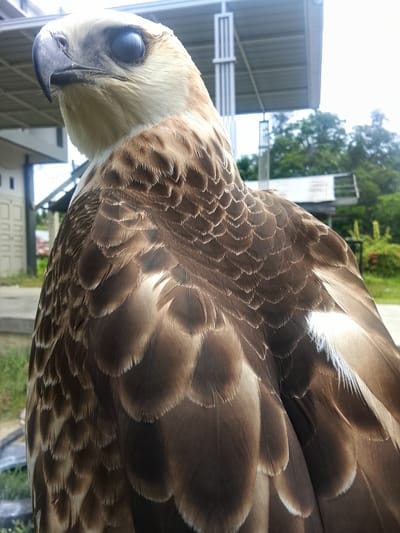 A close-up, waist-up shot shows an eagle with light brown and white feathers. The eagle's head is turned to the left, and its eye is a dark, round pupil surrounded by lighter iris. The eagle's beak is dark gray and hooked. The background is slightly blurred, showing a building with a gray roof and white walls on the left, and green trees and vegetation on the right. The image appears to be taken outdoors during daylight hours. The location is Kuta Trieng, Indonesia.