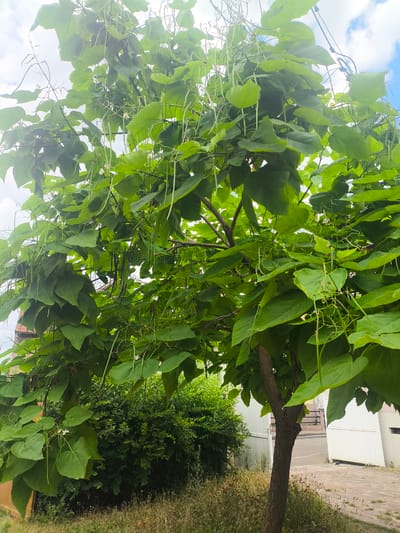 The image depicts a tree with large green leaves and long, hanging seed pods. The tree is situated outdoors, with a cobblestone path and a white fence visible in the background. A lush green bush and dry grass are also present in the foreground. The sky above is partly cloudy. The location is specified as Ittenheim, France.