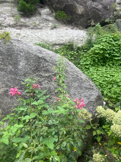 This image depicts a natural, rocky, and heavily vegetated outdoor scene, located in **종로구, South Korea**. A large, textured grey granite boulder occupies the left and central-lower portion of the frame. Growing at the base and partially against this boulder are green plants, specifically a flowering shrub featuring clusters of small, vibrant pink blossoms. To the immediate right, in the lower right quadrant, additional green foliage displays clusters of pale green to whitish flowers, likely hydrangeas. Further right and extending into the midground, a dense expanse of broad-leafed green vegetation covers a sloping area. The background consists of lighter grey, weathered rock faces and darker, more massive rock formations, with small patches of green coniferous plants rooted in crevices. No human subjects, animals, or artificial objects are present. The scene is static, illustrating a wild or semi-wild natural landscape.