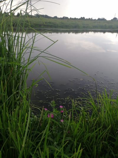 The image depicts a calm body of water, likely a pond or small lake, in Krasnoluka, Ukraine. Tall, green reeds and grass line the foreground, with some small pink flowers interspersed among them. The water's surface is dark and reflects the overcast sky, with scattered patches of organic debris visible. In the background, a line of trees and dense green vegetation forms the distant bank. The overall atmosphere is natural and serene, with no human presence or activity evident.