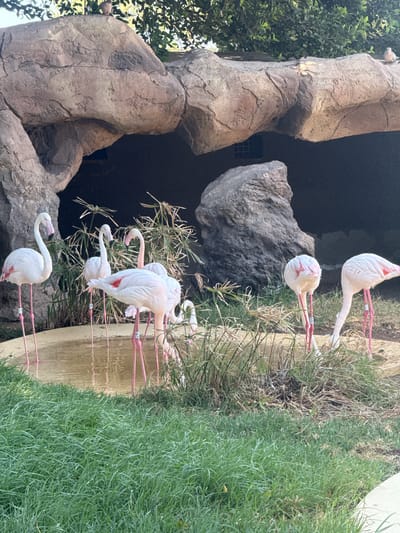 The image shows a group of flamingos standing in a pool of water at Rancho Texas Lanzarote Park in Tías, Spain. The flamingos are primarily white with pink legs. Some are preening or resting their heads on their backs. The pool is surrounded by green grass and some dry vegetation. There is a large rock formation to the left of the pool and a dark recess behind it.