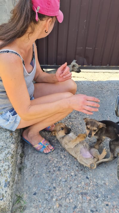 A woman wearing a pink baseball cap, a grey tank top, and denim shorts kneels on a gravel surface in front of a brown metal fence. Her right arm is extended, palm open, towards three puppies. One puppy, light brown with a pink belly, lies on its back, paws in the air, looking at the woman. Another puppy, dark brown, stands beside the first, its head lowered. A third puppy, grey, is partially visible peeking from behind the fence. The scene appears to be outdoors, likely in Shabo, Ukraine, with a rough concrete curb in the foreground.