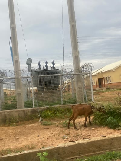 A brown goat is seen in this outdoor scene, standing amongst some foliage and dirt. The goat is facing to the left, with its head slightly lowered. In the background, there is a fenced-in area with a large electrical transformer and what appears to be a building with cream-colored walls and brown trim. Several power lines are also visible, stretching across the sky, which is overcast and pale. The scene is shot at an angle, making it appear as if the image is tilted. The lighting suggests it is daytime. The ground is a mixture of dirt and some scattered debris. The overall impression is of an industrial or utility area with some natural elements and an animal present. There is no visible text in the image.
