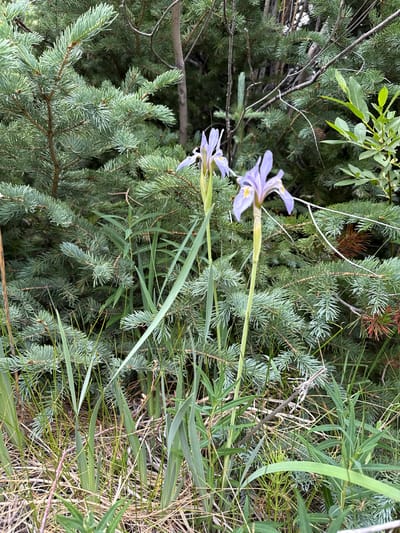The image depicts a close-up view of two purple iris flowers in bloom, set against a backdrop of dense evergreen trees and dry grasses. The flowers are the primary subjects, with their delicate petals and yellow accents clearly visible. The evergreen foliage, appearing to be pine or fir, fills the background, creating a natural, forest-like setting. The ground is covered in a mix of dry, straw-colored grass and scattered twigs, suggesting a wild or untamed environment. The overall lighting is natural, with no artificial sources evident. The scene is static, with no discernible activity or human presence. The location is identified as Saint Elmo, United States, which is known for its mountainous terrain and natural beauty.