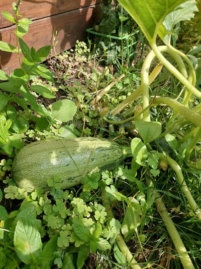 A pale green zucchini with dark green stripes lies on the ground, surrounded by lush green foliage. The zucchini is elongated and appears ripe. The plant's thick, fuzzy stem is visible to the right of the zucchini. The background consists of a wooden planter box, suggesting this is a garden setting. The image is taken outdoors on a sunny day. The location is the city of Franconville, France.