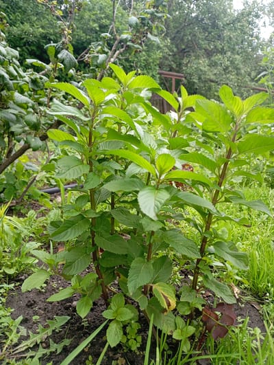An eye-level, medium shot captures a cluster of vibrant green mint plants growing in dark soil, their leaves reaching upwards toward an overcast sky. The plants are the primary subject, with their textured, serrated leaves and slender, reddish-brown stems. The background is a soft blur of lush green foliage, hinting at a garden or park setting. To the left, a black irrigation hose snakes along the ground, partially obscured by the mint. In the distance, a hint of a brown wooden fence or structure is visible, also softened by the bokeh effect. The overall scene suggests a serene, natural environment, likely an outdoor garden in Krasnoarmeysk, Russia. No people or animals are present in the frame.
