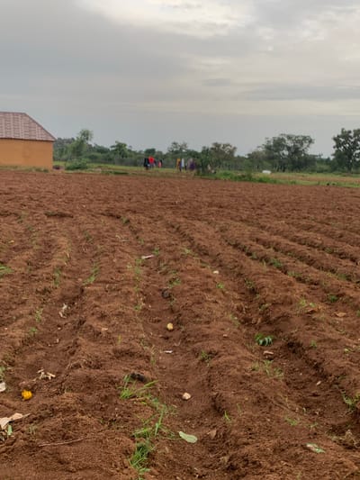 The image depicts a tilled field in Nabatum, Nigeria. The soil is a rich brown and is arranged in long, parallel furrows. Sparse green vegetation is visible growing between the furrows. In the background, a building with an orange-brown exterior and a textured, dark roof is situated on the left. Further in the distance, a line of trees and foliage forms a natural boundary. Several individuals, dressed in colorful clothing, are gathered in the middle ground, appearing to be engaged in activity in or near the field. The sky above is overcast, with gray clouds filling the upper portion of the frame.