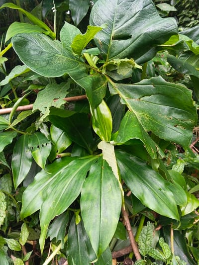 The image displays a close-up view of dense tropical foliage within the city of Makilala, Philippines. The scene is dominated by various shades of green plant life. Prominently featured are large, broad, dark green leaves, some exhibiting irregular shapes, serrated edges, and multiple perforations indicative of insect damage. A distinct, elongated leaf in the upper-center shows significant marginal damage and a mottled, lighter green discoloration. Below these, several bright to medium green, lanceolate leaves with prominent veins are visible, some displaying faint vertical striations and small, circular holes. Brownish-green stems and branches crisscross the frame, with a notable light brown, straight stem running diagonally from the mid-left towards the upper-center. Smaller, textured green leaves are visible in the lower right corner, blending into the surrounding dense vegetation. No human subjects, animals, or artificial objects are present.
