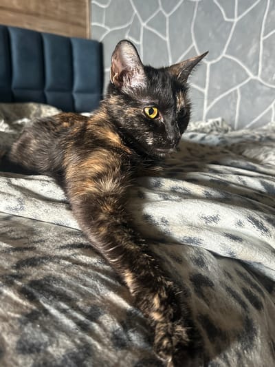 A tortoiseshell cat with bright yellow eyes is lying on a patterned blanket. The cat's fur is a mix of black, brown, and orange, with distinct patterns. Its left ear is pointed upwards, and its body is stretched out along the blanket. The blanket has a light background with darker, abstract patterns that resemble animal prints.

In the background, a gray wall with a textured, geometric pattern is visible on the left. A dark blue upholstered piece of furniture, possibly a chair or ottoman, is partially visible beneath the cat on the lower left. Sunlight streams in from the upper left, casting shadows and highlighting the cat's fur and the textures in the scene. The lighting suggests it is daytime, and the indoor setting implies comfortable weather. The cat appears relaxed, with its gaze directed upwards and slightly to the left. No text is visible in the image.