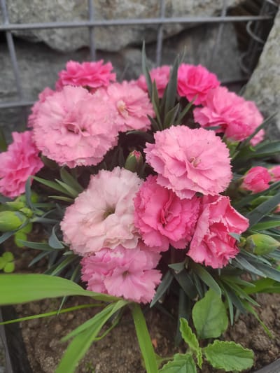 A close-up, eye-level shot shows a cluster of pink carnations in a pot. The flowers are in various stages of bloom, with some fully open and others still budding. The petals are frilled and layered, in shades of light to deep pink. Green leaves and stems are interspersed among the flowers. The background is out of focus, showing a gray, textured surface that appears to be a stone wall or gabion. The setting is an outdoor environment, with the hint of soil visible at the bottom of the frame. The image does not contain any people or evidence of specific actions or interactions. The scene is likely located in Prokhladnoye, Russia, given the provided location context.