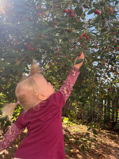A toddler with blonde hair in two pigtails is reaching for cherries on a tree. She is wearing a maroon long-sleeved shirt with a floral and deer pattern on the sleeves. The background is a cherry tree with many red cherries and green leaves, with a wooden fence visible behind the tree. The ground is covered with dirt and fallen leaves. The image appears to have been taken outdoors on a sunny day.
