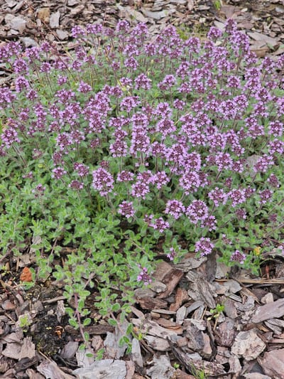 An overhead shot captures a vibrant patch of a low-growing, flowering plant, likely a species of thyme or similar ground cover. The plant is densely covered with numerous small, light purple flowers, clustered together to create a continuous blanket of color across the left and central portions of the frame. The foliage beneath the blossoms is a mix of green hues, with individual leaves appearing fuzzy or hairy upon closer inspection, particularly on the unbloomed sections of the plant towards the right.
The ground surrounding the plant, primarily on the right side and upper left, is covered with bark mulch. These wood chips vary in size and shape, displaying a range of natural browns, greys, and tans. Patches of dark soil are visible between the mulch pieces, and a few tiny green sprouts can be seen emerging from the soil.
The image is brightly lit, indicating a daytime setting, with even illumination suggesting either direct sunlight or bright overcast conditions. No specific activity is depicted, emphasizing the botanical subject. The overall scene conveys a well-maintained garden bed. There is no visible text within the image. The setting is consistent with an outdoor cultivated area, potentially within the Березка Снт (красногорский Р-н), Russia.