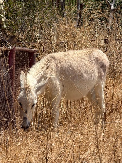 A white domestic animal, possibly a goat or sheep, is lying down among dry, brown vegetation and a rusted metal grate. The location appears to be outdoors, possibly in a rural or agricultural area. The scene is in Gilboa Regional Council, Israel.