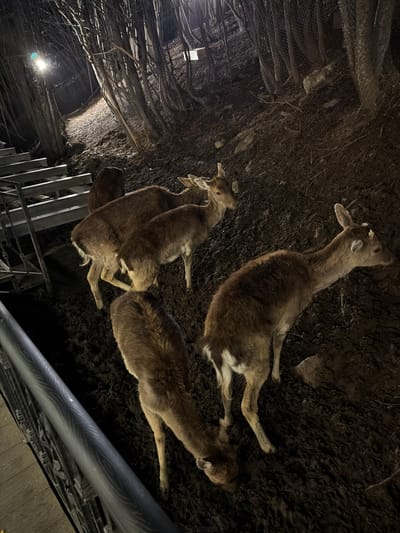 The image shows three deer lying on the ground, which appears to be a mix of dirt and debris. The scene is viewed from an unusual angle, possibly overhead. A metal structure is visible in the bottom right corner, while a dark, tunnel-like structure covered with netting and branches is on the left. The location is presumed to be in Tsakhkadzor, Armenia. No people are visible. The deer are lying down, with one facing upward and the other two facing downward. The environment is dark and possibly enclosed.