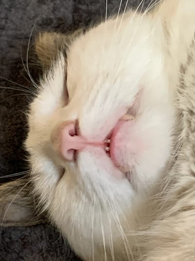This is a close-up, head-on, indoor photograph of a sleeping cat. The cat's face is the sole subject, filling the frame. It appears to be resting on a dark, textured surface, possibly a blanket or cushion. The cat has white fur with some grey markings, and long white whiskers. Its eyes are closed, and its pink nose is prominent. A small portion of its mouth is visible, revealing tiny teeth. The lighting suggests it is daytime, but the indoor setting provides no specific clues about the weather or time of day beyond that. The image evokes a sense of peace and relaxation due to the cat's sleeping posture. There is no visible text in the image. The location context of Belogorsk, Russia, is not discernible from the visual elements of the photograph.
