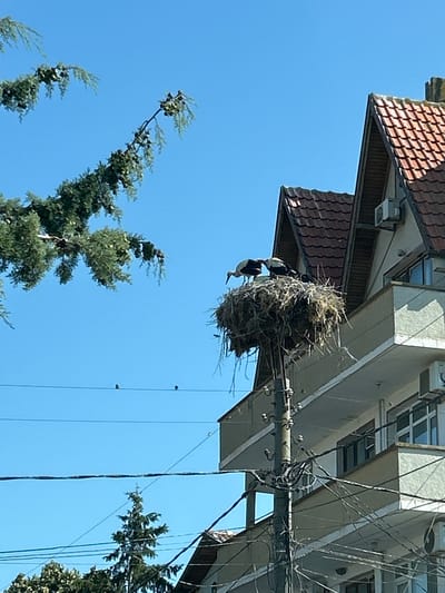 Two storks are perched in a large nest atop a utility pole in Tankovo, Bulgaria. The nest is constructed from twigs and other natural materials and is situated against a backdrop of a clear blue sky. To the right of the nest, a modern apartment building with a red-tiled roof is visible. The building features several balconies and windows, and an air conditioning unit is mounted on its facade. In the foreground, a portion of a coniferous tree branch extends from the left side of the frame. Several power lines crisscross the image, adding to the urban environment. The overall scene depicts a harmonious coexistence of wildlife and human infrastructure within the Bulgarian town.