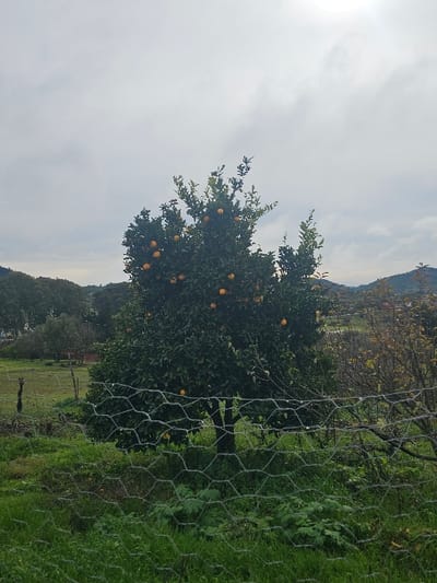The scene is located in Moqrisset, Morocco, depicting an outdoor agricultural or semi-rural landscape under a cloudy sky. A hexagonal mesh chicken wire fence spans the lower foreground, partially obscuring green ground vegetation. Centrally positioned in the midground is a mature orange tree, heavily laden with numerous ripe orange fruits amidst its dark green foliage. To the left of the orange tree, a grassy field contains a solitary dark wooden post. To the right, additional trees or shrubs with sparser leaves are present. The background features rolling hills and distant treelines, illuminated by diffuse light from an overcast sky with a brighter patch towards the upper right. No individuals or animals are visible.
