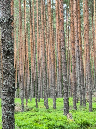 The image displays a dense pine forest with a thick undergrowth of green bushes and moss. The trees are tall and slender, with rough, reddish-brown bark. The forest floor is carpeted with lush green vegetation, indicative of a temperate climate. A large, textured tree trunk occupies the left foreground, its bark showing signs of age and moss growth. In the background, a multitude of pine trees stand in parallel rows, receding into a hazy green distance. The lighting suggests an overcast or shaded day, with soft, diffused light filtering through the canopy. There are no people or animals visible in the scene. The overall impression is one of natural wilderness and tranquil solitude. The scene is located in the vicinity of Hargla, Estonia.