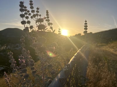 The image depicts a landscape at sunset, likely in a natural or semi-natural environment. In the foreground, several flowering plants with multiple, ball-shaped flower heads stand amidst dry grasses. A chain-link fence runs partially through the scene, suggesting a property boundary or some form of enclosure. In the background, hills are silhouetted against the bright setting sun, which casts strong light rays across the sky and landscape. The location is the city of Oak Park, United States of America, based on the prompt. No people are visible in the image.