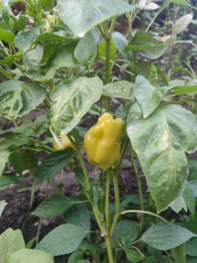 The image shows a close-up of a yellow bell pepper growing on a plant, surrounded by green leaves and stems. The plant is situated outdoors, with a dark, earthy background that suggests soil and possibly other foliage. The bell pepper is the primary subject, appearing plump and slightly irregular in shape, with a bright yellow hue. The leaves are a deep green, with some appearing slightly wilted or aged. The lighting suggests it is daytime, but the overall atmosphere is natural and unadorned. No specific urban or city landmarks are visible, and the scene appears to be in a garden or agricultural setting. The location in Кулибек, Uzbekistan, is inferred but not visually confirmed by the image content.