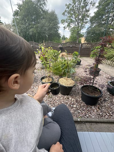 A close-up, over-the-shoulder shot shows a child in the foreground, facing away from the camera and looking at a garden. The child has dark hair and is wearing a light gray, striped long-sleeved shirt and dark gray pants. Their left ear is visible. The child's hand, with yellow-painted fingernails, holds a small black mug, suggesting they are having a drink.
The garden behind the child is laid with gravel and contains several potted plants. Prominent among these is a young Japanese maple with dark red leaves in a black pot. Another plant with a thin stalk and a fluffy top, possibly a fig tree, is also in a pot covered with straw. Further back, a fence with a lattice pattern encloses the garden. Trees and foliage are visible beyond the fence, and the sky is cloudy. The scene appears to be a residential backyard in Macclesfield, United Kingdom. The ground where the child is sitting is covered with a light gray mat.