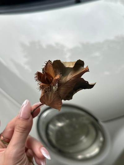 A close-up, waist-up shot shows a person's hand holding a dried beech nut husk and leaves. The hand has manicured nails with a French tip design and a copper-toned ring on the ring finger. The backdrop is a white, reflective surface, possibly the hood of a car, with blurred circular shapes, suggesting headlights, visible below. The sky above appears overcast and cloudy. The image is devoid of any contextual clues that would place it in Consdorf, Luxembourg.