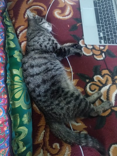 A gray tabby cat is lying on a carpet with a floral pattern, next to a laptop. The cat appears to be sleeping or resting, with its body stretched out. The laptop is open and placed on the carpet. The carpet has a reddish-brown base with yellow and white floral designs. There are also green cushions with embroidered patterns visible on the left side of the image. The overall scene suggests a relaxed indoor setting. This image was taken in Chust, Uzbekistan.