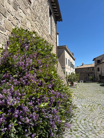The image presents a view within the city of Castelnuovo di Porto, Italy. The scene is characterized by the presence of stone buildings on either side of a courtyard or narrow street, paved with a cobblestone-like surface. A prominent shrub or flowering plant with purple blossoms dominates the foreground, partially obscuring the buildings. The sky is clear and blue. Two white chairs are visible in the background, situated in the courtyard.