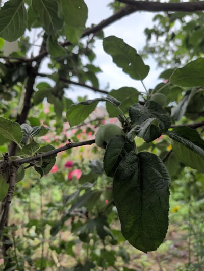 The image shows a close-up view of a tree branch with green leaves and a few small, unripe green apples. The branch is dark brown and textured. The leaves are a deep green, with some showing serrated edges and visible veins. In the background, out of focus, there are hints of pink flowers and other greenery, suggesting a garden or natural setting. The sky is visible at the top, appearing overcast. The scene is likely in Qarabulaq, Azerbaijan, given the prompt. There are no people or any discernable action depicted in the image.