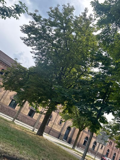 The image shows a street scene in Ludwigsburg, Germany, on a cloudy day. A large, leafy tree dominates the foreground, its branches extending across the frame and obscuring parts of the sky. To the left, a section of a brick building with arched windows is visible. A street runs along the building, with a sidewalk and grassy area in front. A street sign is visible on the right side of the image, bearing German text. A red car is parked on the street.