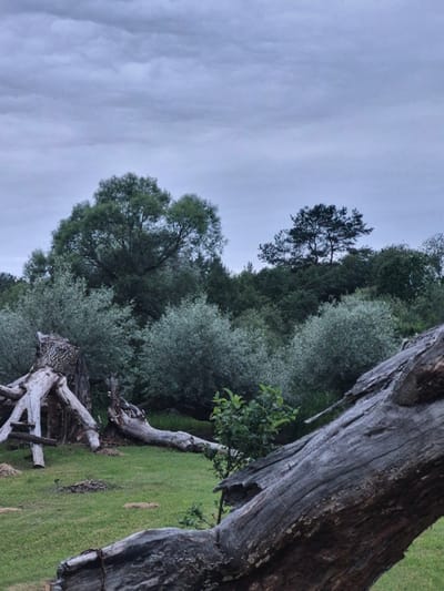 The image depicts a natural outdoor scene, likely a park or forest edge, in the city of Sooblase, Estonia. The foreground features a large, weathered fallen tree trunk, its rough texture and grey hue dominating the right side of the frame. To the left, an intricate structure of uprooted tree stumps and branches, resembling a natural sculpture, is situated on a grassy clearing. Scattered pieces of wood and debris are visible around this structure.
Behind the fallen elements, a dense arrangement of various trees and shrubs creates a layered backdrop. The trees range in color from light, silvery-green foliage of smaller bushes to the deep, dark green of larger, mature trees. A prominent, large-leafed tree stands out in the mid-ground, its canopy spreading widely. In the distance, a silhouette of trees, including a distinctive, sparse evergreen, rises against the sky.
The sky itself is overcast, filled with a heavy layer of grey clouds, suggesting a somber or overcast day. No people, animals, or distinct buildings are visible in the scene. The overall impression is one of wild, untamed nature.