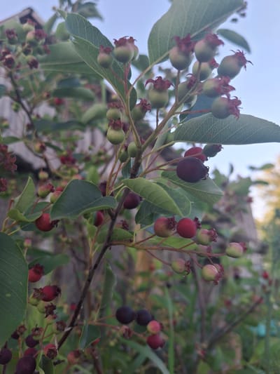 The image shows a close-up of a shrub with green leaves and developing berries. Some berries are small and green with reddish tops, while others are larger and have turned dark purple or deep red. The berries are clustered on thin branches. In the background, a blurry wooden structure and green foliage are visible, suggesting an outdoor setting. The lighting indicates it is likely daytime. The image does not contain people or specific actions. The overall scene is a naturalistic portrayal of a berry-producing plant.