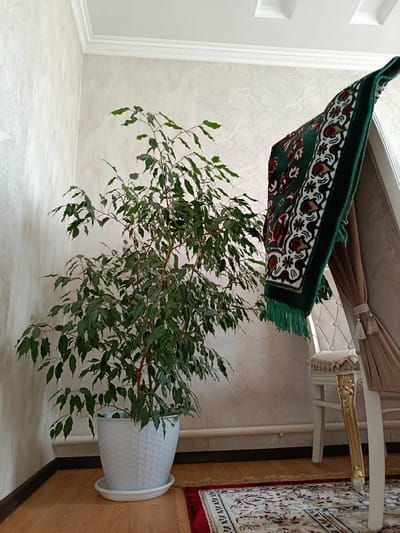 In a room with textured, light-colored wallpaper and white crown molding, a tall, leafy green Ficus tree in a white woven pot stands on a wooden floor. A decorative green rug with intricate patterns and tassels is draped over the back of a chair. The chair has a beige upholstered seat and back, with ornate gold-colored legs. Another rug with a red border and a detailed pattern is visible on the floor in the foreground. The scene appears to be an interior setting in the city of Komsomol'skoye, Kyrgyzstan, suggesting a domestic or living space.