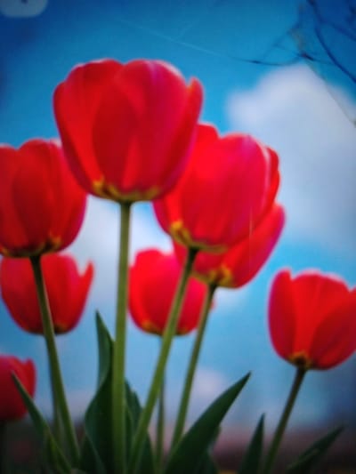 A close-up, blurred photograph depicts several red tulips against a bright blue sky. The flowers are out of focus, with their petals appearing soft and rounded. Green stems are visible, supporting the blooms. The background is a vibrant blue, with hints of white suggesting clouds or the sky. The overall impression is one of a bright, sunny day. The image does not provide any specific information about the city of Qorowul, Uzbekistan, or any people, actions, or interactions.