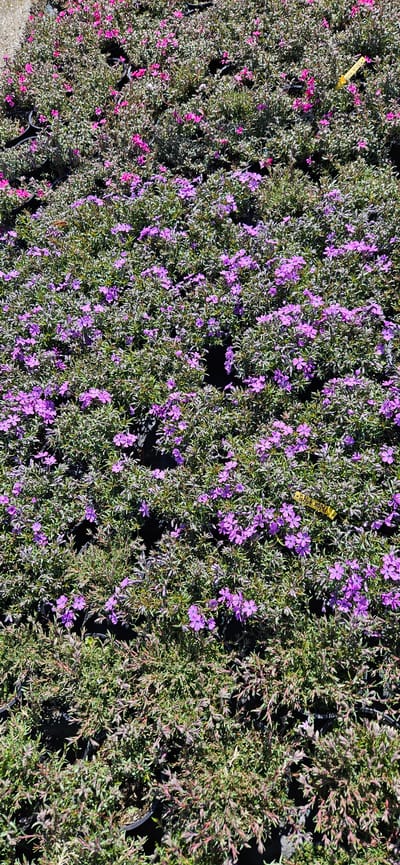 The image shows a close-up, high-angle view of several plants, seemingly arranged side-by-side. The plants vary in color, with some exhibiting purple flowers interspersed among green foliage. Others have green foliage with reddish tinges. The plants appear to be in pots or containers, possibly for sale. The overall scene suggests a garden center or nursery. There is no information to indicate a location in the city of Usoika, Bulgaria. There are no people visible in the image.