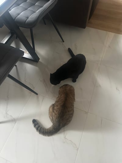 A black cat and a tabby cat are on a white tiled floor. The black cat is facing away from the camera, with its rear end visible. The tabby cat is also facing away from the camera, with its tail curled up. There is a modern gray chair with black legs in the upper left corner of the image. The floor is clean and reflects the light. The scene appears to be indoors, in a residential setting. No specific location in Snt Del'fin, Russia can be determined from the image.