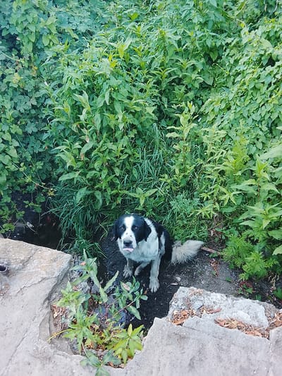 A black and white dog with a black patch over its left eye and a black saddle-like marking on its back is sitting on the ground. The dog's tongue is sticking out slightly. It is surrounded by lush green foliage and grass, with some scattered brown leaves on the ground. In the foreground, there are two pieces of rough, light-colored concrete. One piece is to the left, and the other is in the lower right corner. The concrete has cracks and a few scattered brown leaves on its surface. The scene appears to be outdoors, likely in a natural or semi-natural setting with overgrowth. The lighting suggests it is daytime, with no indication of specific weather conditions. The overall impression is of a dog in a somewhat wild or unkempt environment. The location context provided is Kableshkovo, Bulgaria.