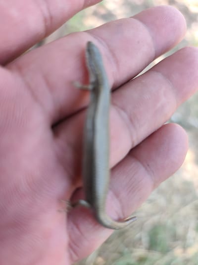 A person's hand is holding a small, slender lizard. The lizard is gray-brown and appears to be a skink. It is positioned diagonally across the palm, with its head facing towards the top left of the frame and its tail extending towards the bottom right. The lizard's body is smooth and streamlined. The hand holding it is visible in detail, showing skin texture and creases, particularly around the fingers. The background is blurred and out of focus, suggesting an outdoor setting with natural elements like dry grass or earth, and possibly some greenery. The lighting appears to be natural daylight, casting soft shadows. The overall impression is a close-up, intimate capture of a moment of interaction with a small wild creature. There is no visible text.