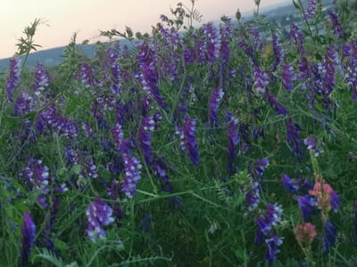 A close-up, horizontal shot captures a dense field of purple and white wildflowers against a muted, hazy sky. The flowers, with their delicate, elongated petals, are clustered together, forming a vibrant tapestry of color. Some flowers are in full bloom, while others are still in bud. The foliage is a deep green, with thin, spiky leaves and tendrils reaching upwards. In the background, a hazy cityscape with buildings and a distant hill can be seen, suggesting an urban or suburban setting. The lighting is soft and diffused, indicating either early morning or late evening. The overall impression is one of natural beauty and tranquility. The location is identified as Kubina, Russia.