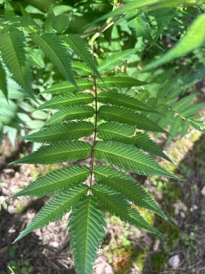 The image displays a close-up view of a bright green plant with compound leaves. Each leaf is pinnately compound, with numerous small, elongated leaflets arranged along a central stem. The leaflets are serrated along their edges and have prominent veins. The plant is in focus, with a shallow depth of field blurring the background. The background consists of the forest floor, with muted greens and browns suggesting vegetation, soil, and perhaps some fallen leaves or twigs. Sunlight filters through, creating dappled light and shadow patterns on the leaves and the ground.
The scene appears to be outdoors, likely in a natural setting such as a forest or woodland area, given the presence of the forest floor. The lighting suggests it is daytime, possibly late morning or afternoon, with the sun at an angle. There are no people or animals visible in the image, and no specific activity is taking place beyond the natural growth of the plant. The overall impression is one of natural beauty and tranquility. The location context provided is Kaluga, Russia, which helps to infer the type of flora that might be present in such a region. No text is visible in the image.