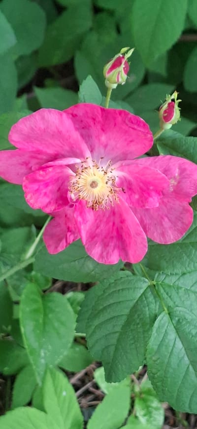 This is a close-up, horizontal, medium shot of a vibrant pink wild rose in bloom, set against a backdrop of lush green leaves. The rose is the clear focal point, with its delicate petals unfurling to reveal a bright yellow and tan center, characterized by numerous stamens. Two rosebuds, tinged with pink and green, are visible to the left of the main bloom, suggesting the plant is in its flowering season.
The surrounding foliage is verdant and slightly blurred, indicating a shallow depth of field that emphasizes the flower. The leaves are a rich green, some appearing smooth and others with a slightly textured or serrated edge. A few thin, brown twigs are visible amongst the leaves in the background, hinting at the natural, outdoor setting.
The lighting appears to be natural daylight, likely overcast or diffused, as there are no harsh shadows and the colors are soft and well-saturated. This suggests a temperate climate, and the presence of wild roses strongly implies a natural or garden setting. Given the location context of Orimattila, Finland, the time of year is likely late spring or summer, when wild roses are typically in bloom in such regions. There is no visible text in the image.